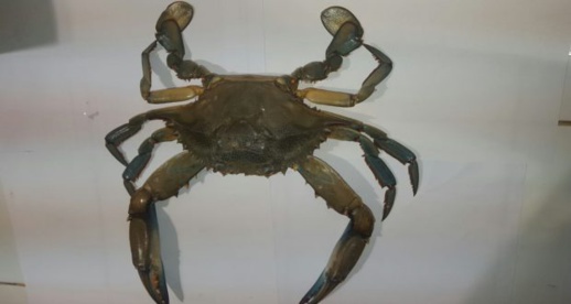 بالصور.. ظهور نوع دخيل من القشريات البحرية ببحيرة مارتشيكا بالناظور بالصور.. ظهور نوع دخيل من القشريات البحرية ببحيرة مارتشيكا بالناظور