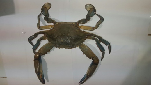 بالصور.. ظهور نوع دخيل من القشريات البحرية ببحيرة مارتشيكا بالناظور بالصور.. ظهور نوع دخيل من القشريات البحرية ببحيرة مارتشيكا بالناظور