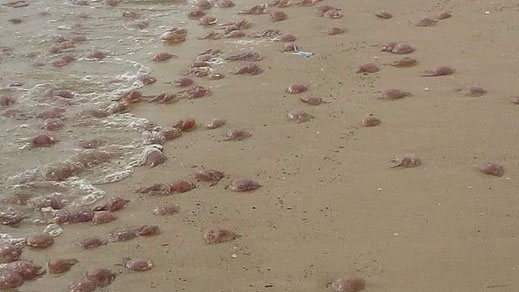 هجوم غير مسبوق لقناديل البحر يمنع المصطافين من الاستجمام في مياه الريف هجوم غير مسبوق لقناديل البحر يمنع المصطافين من الاستجمام في مياه الريف