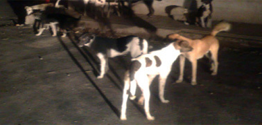 اسراب من الكلاب الضالة تهدد امن و صحة المواطنين بمركز بابن الطيب اسراب من الكلاب الضالة تهدد امن و صحة المواطنين بمركز بابن الطيب