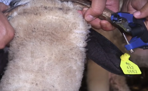 أقراط الاضاحي .. هكذا يجب التعامل معها لتفادي التدليس و تعفن اللحم أقراط الاضاحي .. هكذا يجب التعامل معها لتفادي التدليس و تعفن اللحم