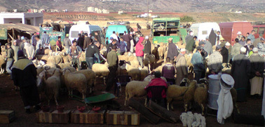 وفرة الأضاحي بسوق خميس  تمسمان يُطمئن المواطنين بالمنطقة وفرة الأضاحي بسوق خميس  تمسمان يُطمئن المواطنين بالمنطقة