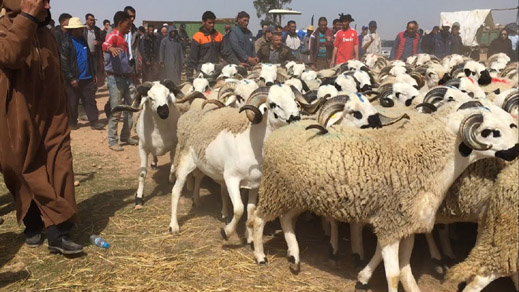 لجنة خاصة تحل بسلوان والعروي لمراقبة أضاحي العيد في الأسواق