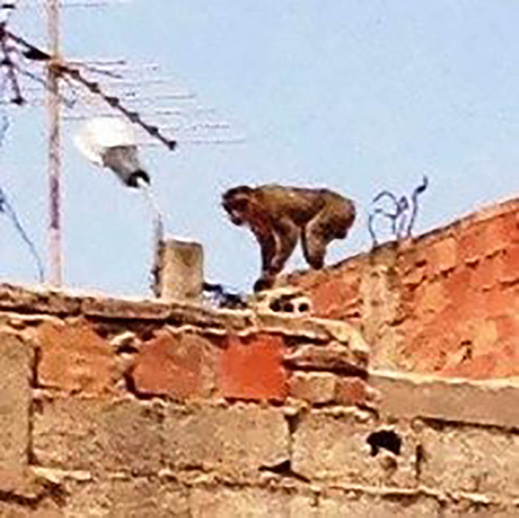 مثير بزايو: قردة ضائعة تستنفر سكان أحد الأحياء وتخلق الهلع في نفوس الأطفال مثير بزايو: قردة ضائعة تستنفر سكان أحد الأحياء وتخلق الهلع في نفوس الأطفال