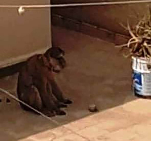 مثير بزايو: قردة ضائعة تستنفر سكان أحد الأحياء وتخلق الهلع في نفوس الأطفال مثير بزايو: قردة ضائعة تستنفر سكان أحد الأحياء وتخلق الهلع في نفوس الأطفال