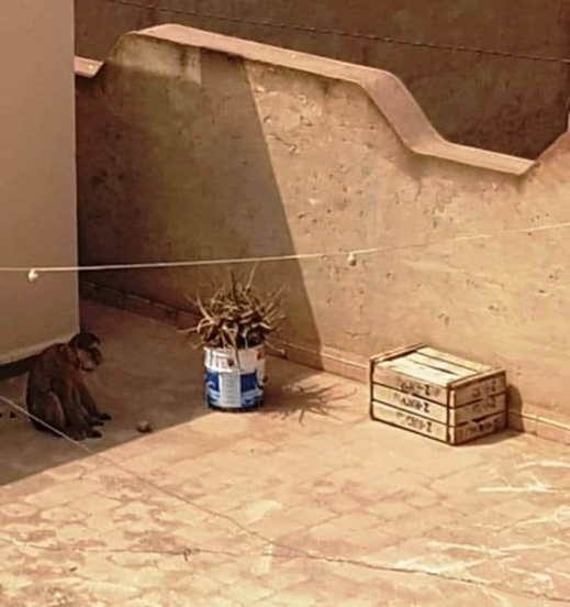 مثير بزايو: قردة ضائعة تستنفر سكان أحد الأحياء وتخلق الهلع في نفوس الأطفال مثير بزايو: قردة ضائعة تستنفر سكان أحد الأحياء وتخلق الهلع في نفوس الأطفال