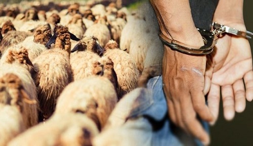 بعد مطاردة أمنية دامت ساعات.. درك زايو يفلح في إيقاف سيارة محملة بقطيع أغنام مسروقة بعد مطاردة أمنية دامت ساعات.. درك زايو يفلح في إيقاف سيارة محملة بقطيع أغنام مسروقة