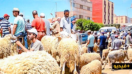ربورتاج ينقل أجواء سوق المواشي بـ"دار الكبداني" ويرصد أسعار الأضاحي