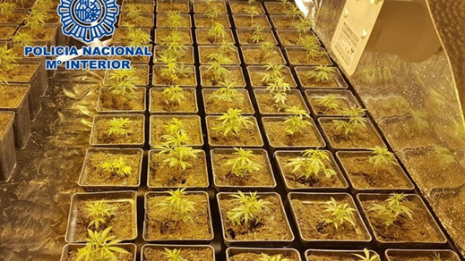 توقيف شخص أنشأ غرسية للحشيش داخل منزله في منطقة فيلاروبيا ضواحي قرطبة توقيف شخص أنشأ غرسية للحشيش داخل منزله في منطقة فيلاروبيا ضواحي قرطبة