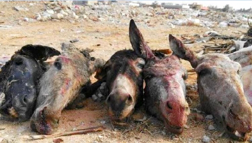 صادم.. هياكل حمير بحاويات نفايات مطاعم بمدينة مغربية صادم.. هياكل حمير بحاويات نفايات مطاعم بمدينة مغربية
