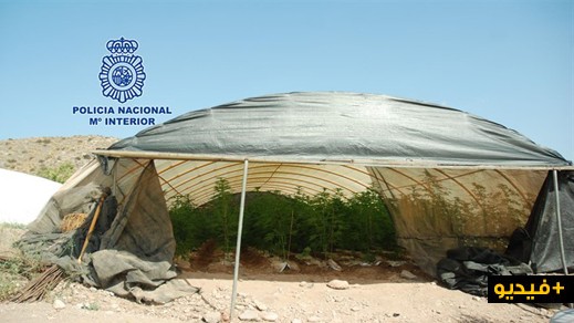 توقيف إسباني حول قطعة أرضية الى مزرعة للحشيش باقليم مورسيا توقيف إسباني حول قطعة أرضية الى مزرعة للحشيش باقليم مورسيا
