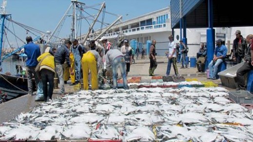 استطلاع: انخفاض طفيف في مفرغات الصيد البحري بميناء الحسيمة مقارنة بالسنة الماضية