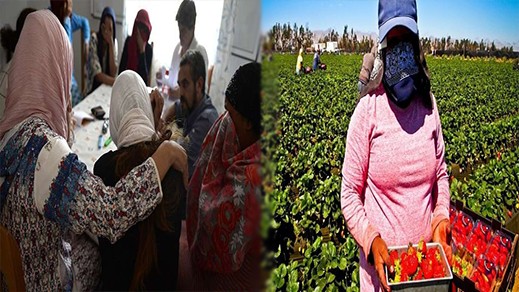 السلطات الإسبانية تعلن ارتفاع عدد عاملات حقول الفراولة اللاتي اخترن الحريك السلطات الإسبانية تعلن ارتفاع عدد عاملات حقول الفراولة اللاتي اخترن الحريك