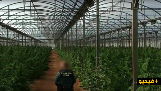 بالفيديو.. مداهمة مزارع سرية للكيف في جنوب إسبانيا يسفر عن حجز 33 ألف نبتة من الحشيش وإعتقال 13 شخصا