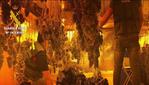 مداهمة ثلاث مزارع جديدة للحشيش بألميريا وحجز أزيد من 1500 نبتة من القنب الهندي مداهمة ثلاث مزارع جديدة للحشيش بألميريا وحجز أزيد من 1500 نبتة من القنب الهندي