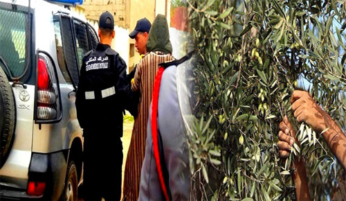 الدريوش.. الدرك الملكي يعتقل شابين متلبسين بسرقة كمية من الزيتون من ضيعة فلاحية الدريوش.. الدرك الملكي يعتقل شابين متلبسين بسرقة كمية من الزيتون من ضيعة فلاحية