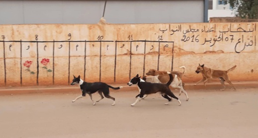 وزارة الداخلية تعتزم تعقيم الكلاب الضالة للحد من تكاثرها