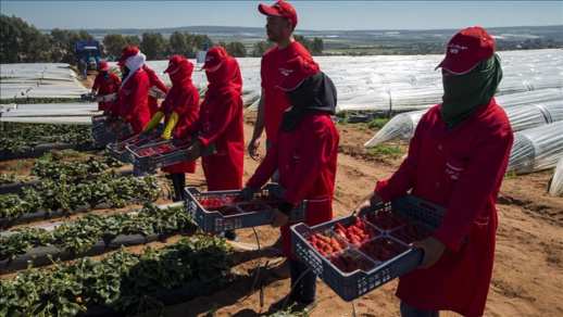 وفد مغربي يطلع على شروط تشغيل المغربيات في حقول الفراولة باسبانيا وفد مغربي يطلع على شروط تشغيل المغربيات في حقول الفراولة باسبانيا