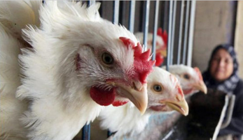 بعد "خليه يريب".. نشطاء يقودون حملة "خليها تقاقي" ضد غلاء أسعار الدجاج