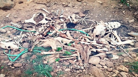 العثور على رؤوس وبقايا حمير بضواحي الناظور يستنفر الأمن وسط مخاوف من توجيهها للاستهلاك العثور على رؤوس وبقايا حمير بضواحي الناظور يستنفر الأمن وسط مخاوف من توجيهها للاستهلاك