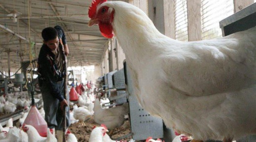 مربو الدواجن يكشفون أسباب ارتفاع أسعار اللحوم البيضاء في الأسواق مربو الدواجن يكشفون أسباب ارتفاع أسعار اللحوم البيضاء في الأسواق