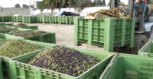 انتاج الزيتون يرتفع في المغرب بزيادة قدرها 41.6 بالمائة انتاج الزيتون يرتفع في المغرب بزيادة قدرها 41.6 بالمائة