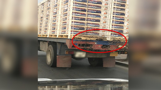 سائقو شاحنات النقل الدولي يلجئون إلى "الشوك" لتجنيب وقوع الفواجع في أوساط "الحراكة" بالناظور سائقو شاحنات النقل الدولي يلجئون إلى "الشوك" لتجنيب وقوع الفواجع في أوساط "الحراكة" بالناظور