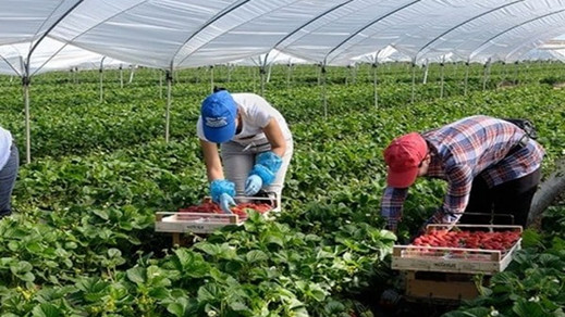 أزيد من 19ألف عاملة سيلتحقن بحقول "الفراولة" الإسبانية
