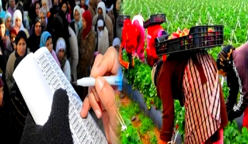 هذا آخر أجل لتسجيل العاملات الموسميات في حقول "الفريز" الإسبانية