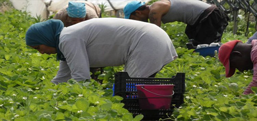 إسبانيا ترفع من عدد العاملات المغربيات المطلوبات لجني الفراولة