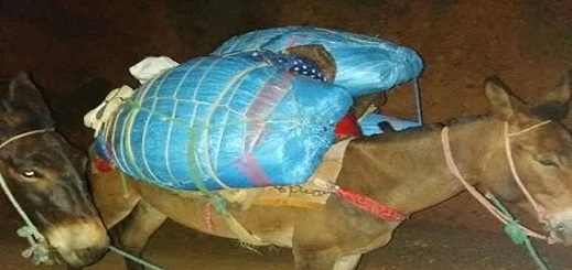 حجز كميات مهمة من مخدرات "الشيرا والكيف" محملة على ظهر بغال نواحي الناظور