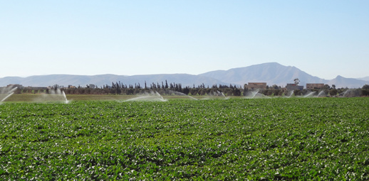 ميزانية انجاز المشاريع الفلاحية بتاوريرت تتجاوز عتبية الـ 700 مليون درهم ميزانية انجاز المشاريع الفلاحية بتاوريرت تتجاوز عتبية الـ 700 مليون درهم