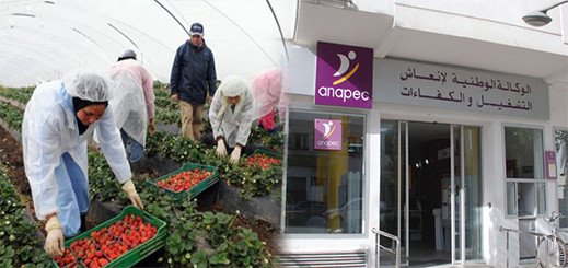 لانابيك تشرع في تسجيل الراغبات في العمل بحقول الفراولة الإسبانية ووكالة الناظور تنفي الخبر لانابيك تشرع في تسجيل الراغبات في العمل بحقول الفراولة الإسبانية ووكالة الناظور تنفي الخبر