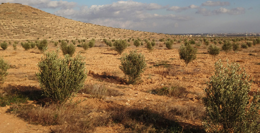غرس أشجار الزيتون بالدريوش: ما يناهز 20 ألف هكتار إضافية بين 2010 و2020 غرس أشجار الزيتون بالدريوش: ما يناهز 20 ألف هكتار إضافية بين 2010 و2020