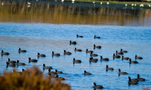 الناظور يحتضن لقاء علميا حول المناطق الرطبة والتغيرات المناخية الناظور يحتضن لقاء علميا حول المناطق الرطبة والتغيرات المناخية