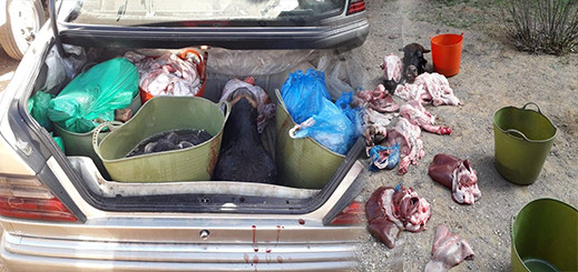 الدرك الملكي يحجز كمية من اللحوم الفاسدة وسيارة نفعية بالقرب من سوق خميس تمسمان بالدريوش