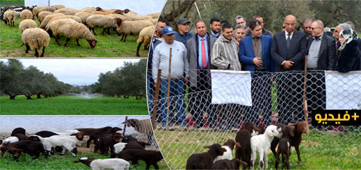 عامل إقليم الدريوش يتفقد مشروع تعاونية امطالسة لتربية وتسويق الأغنام بمنطقة بوفرقوش عامل إقليم الدريوش يتفقد مشروع تعاونية امطالسة لتربية وتسويق الأغنام بمنطقة بوفرقوش