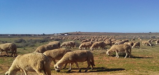 الدريوش.. الجفاف يدفع الكسّابة إلى مطالبة وزارة الفلاحة بدعم علف المواشي الدريوش.. الجفاف يدفع الكسّابة إلى مطالبة وزارة الفلاحة بدعم علف المواشي