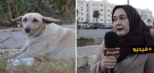 سيدة معروفة بدفاعها عن الحيوان تسعف كلبا مثيرا للشفقة وتدعو إلى إحداث مركز بيطري للعلاج بالناظور سيدة معروفة بدفاعها عن الحيوان تسعف كلبا مثيرا للشفقة وتدعو إلى إحداث مركز بيطري للعلاج بالناظور