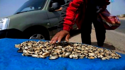 وزارة الفلاحة والصيد البحري ترفع الحظر عن جمع وتسويق الصدفيات بشواطئ الناظور