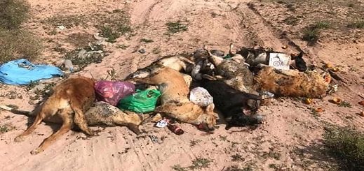 صور.. رمي جثث كلاب مقتولة بعد شن حملة إبادة جماعية وسط "رأس الماء" يثير غضب الساكنة صور.. رمي جثث كلاب مقتولة بعد شن حملة إبادة جماعية وسط "رأس الماء" يثير غضب الساكنة