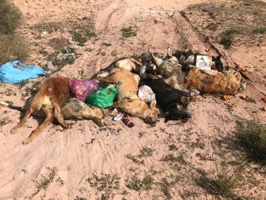 صور.. رمي جثث كلاب مقتولة بعد شن حملة إبادة جماعية وسط "رأس الماء" يثير غضب الساكنة صور.. رمي جثث كلاب مقتولة بعد شن حملة إبادة جماعية وسط "رأس الماء" يثير غضب الساكنة