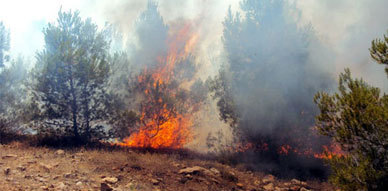 جهود إخماد الحريق الذي شب بمنطقة غابوية بالحسيمة تتواصل والنيران تلتهم حوالي 120 هكتار جهود إخماد الحريق الذي شب بمنطقة غابوية بالحسيمة تتواصل والنيران تلتهم حوالي 120 هكتار