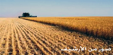 قطعة أرضية فلاحية للبيع ما بين نهر ملوية والطريق السيار  قطعة أرضية فلاحية للبيع ما بين نهر ملوية والطريق السيار