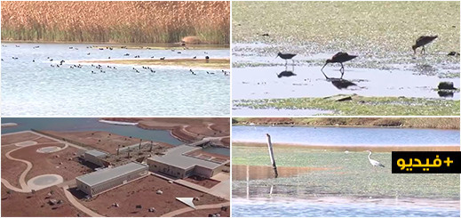 شاهدوا.. أشغال تهيئة منتزه الطيور ببحيرة مارتشيكا تصل مراحلها  الأخيرة