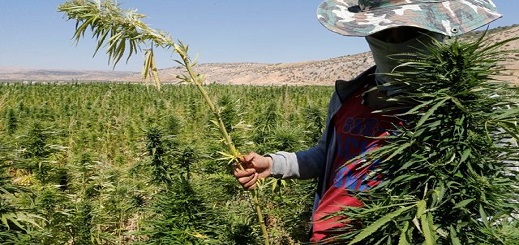 في نظر 3 تقارير دولية حول المخدرات.. المغرب يتصدر والبلاء ينتشر في نظر 3 تقارير دولية حول المخدرات.. المغرب يتصدر والبلاء ينتشر