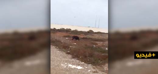 شاهدوا كيف تتجول الخنازير بحرية في وضح النهار بأركمان وسط تجاهل خطره المحدق بالساكنة شاهدوا كيف تتجول الخنازير بحرية في وضح النهار بأركمان وسط تجاهل خطره المحدق بالساكنة