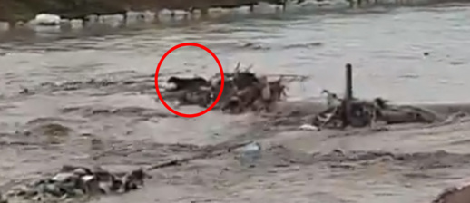 شاهدوا.. الوقاية المدنية ترفض التدخل لإنقاذ كلب علق وسط واد بالناظور شاهدوا.. الوقاية المدنية ترفض التدخل لإنقاذ كلب علق وسط واد بالناظور