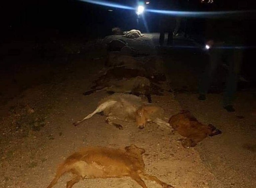 حادثة سير على الطريق المؤدية إلى زايو تتسبب في مقتل عشرات الأغنام حادثة سير على الطريق المؤدية إلى زايو تتسبب في مقتل عشرات الأغنام