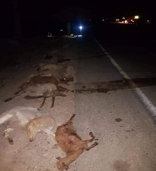 حادثة سير على الطريق المؤدية إلى زايو تتسبب في مقتل عشرات الأغنام 